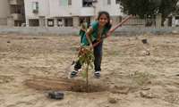 آغاز روز درختکاری در بندرعباس: بازگشت درختان بومی به فضای شهری