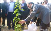 کاشت ۴۰۰ اصله نهال بومی در روز درختکاری در کوهستان پارک پنجه علی